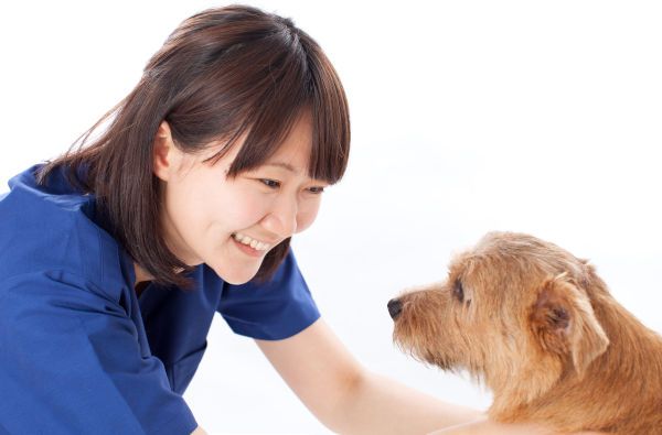 Veterinary Technicians - canine trainers